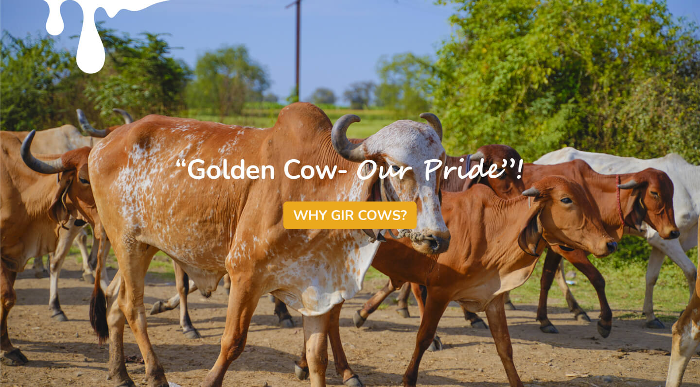 Golden Cow - Our Pride